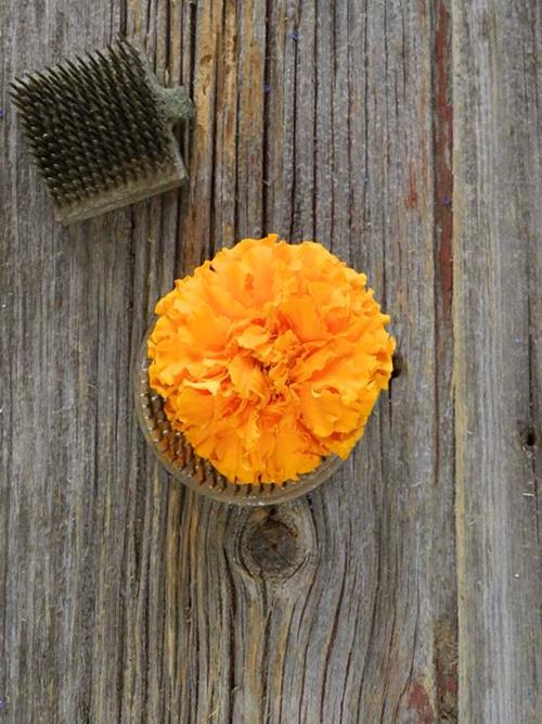Wholesale Orange Marigold Delivered Online FlowerFarm